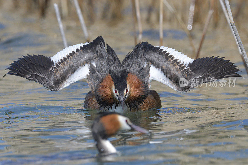 大山脊grebe (Podiceps crista)